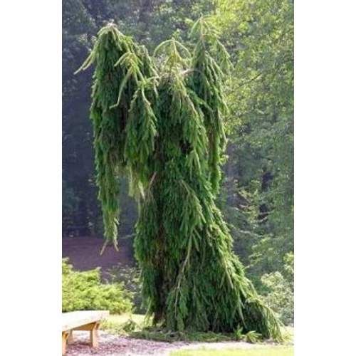 Picea abies 'Frohburg'