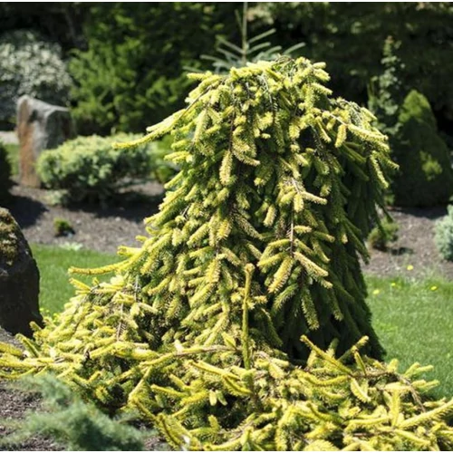 Picea abies 'Gold Drift'