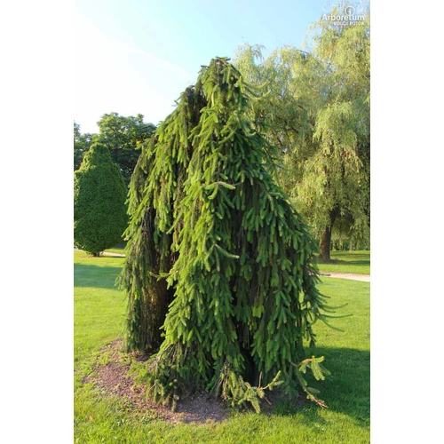 Picea abies 'Inversa'