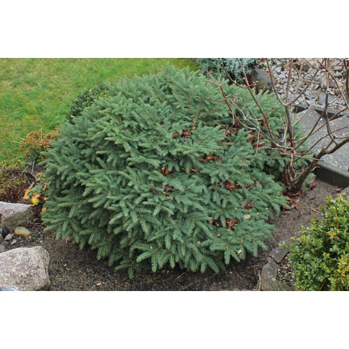 Picea abies 'Nidiformis'