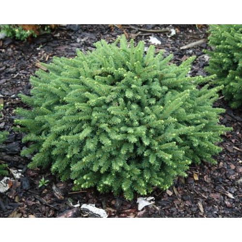 Picea abies 'Pumila Nigra'