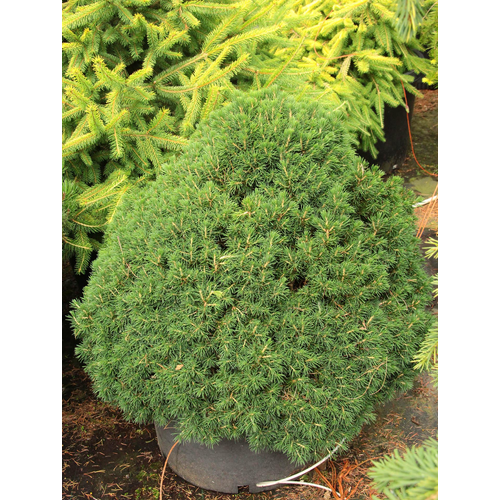Picea abies 'Tompa'