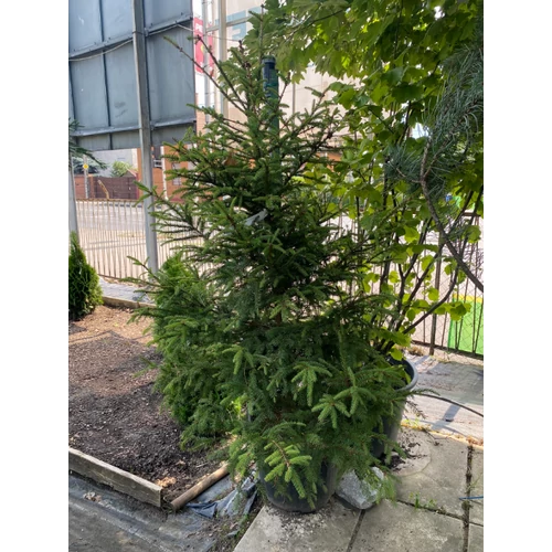 Picea abies 'U.V. Horstmann'