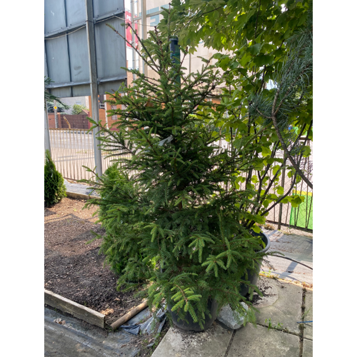 Picea abies 'U.V. Horstmann'