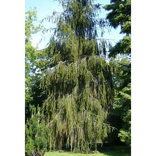 Picea abies 'Virgata'