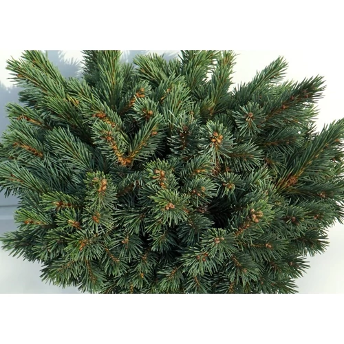 Lucfenyő  sziklás-hegységi szürke törpe - Picea engelmannii 'Cienega' 40/60cm FL