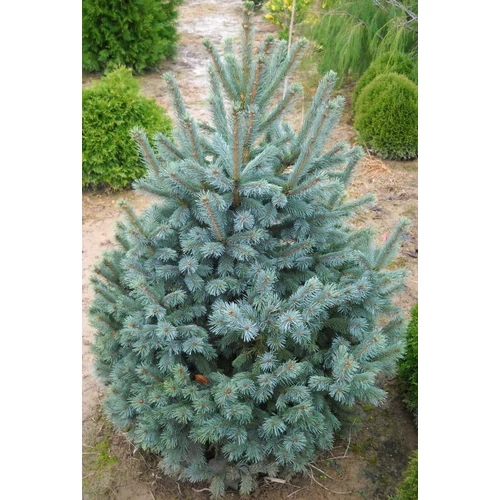 Picea engelmannii 'Noémi'