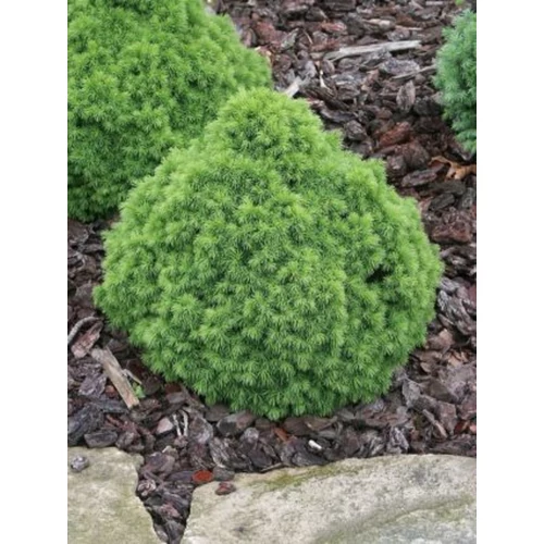 Picea glauca 'Alberta Globe'