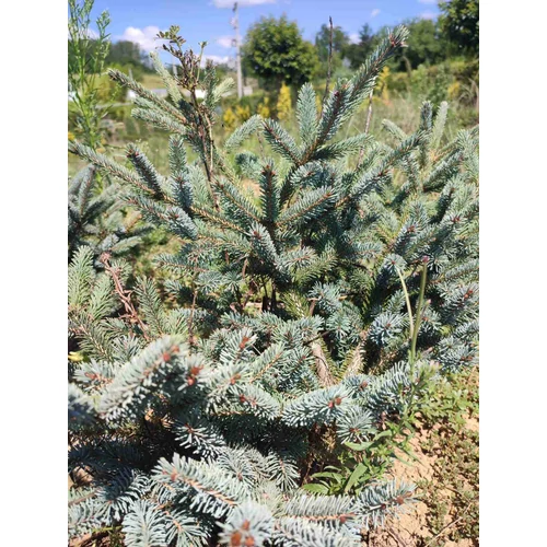 Picea glauca 'Coerulea'