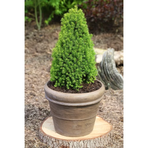 Picea glauca 'Piccolo'