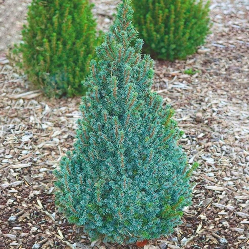 Picea glauca 'Sander's Blue'