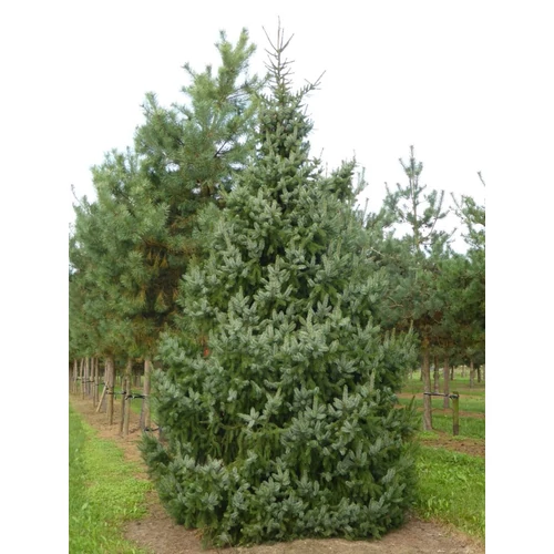 Picea omorika