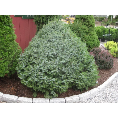 Picea omorika 'Nana'