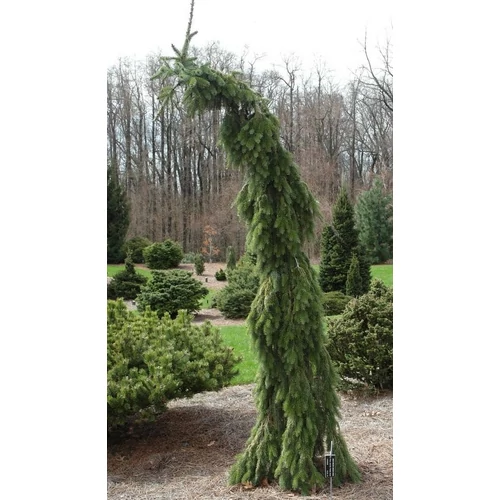 Lucfenyő szerb csavarodó - Picea omorika 'Pendula Bruns' 150/175cm Dl3xi FL