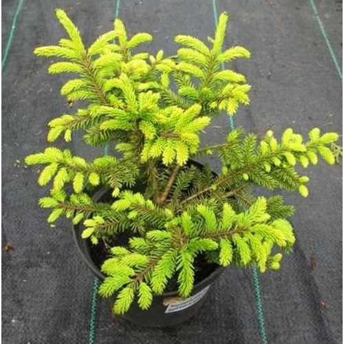 Picea orientalis 'Golden Star'