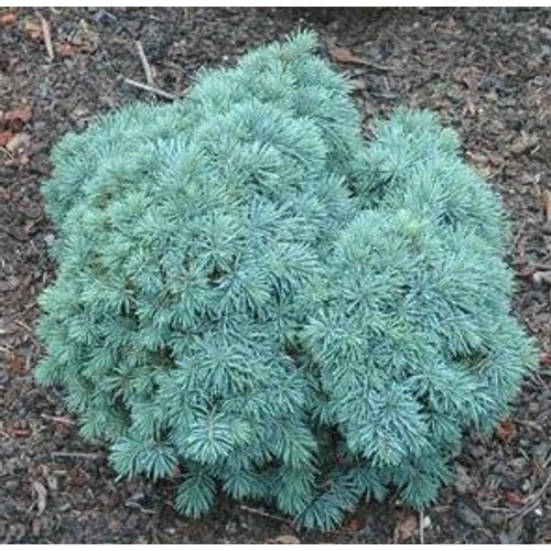 Ezüstfenyő törpe gömb kék - Picea pungens 'Frieda' 20/30cm FL