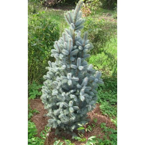 Picea pungens 'Iseli Fastigiata'