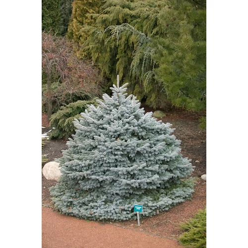 Picea pungens 'Montgomery'