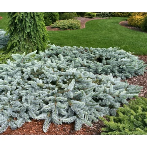 Picea pungens 'Procumbens'