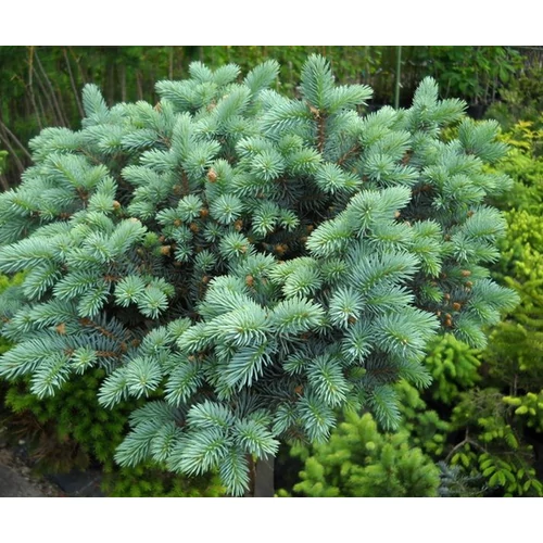 Picea pungens 'Sonia'