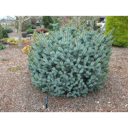 Picea sitchensis 'Silberzwerg'