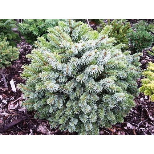 Picea sitchensis 'Nana'