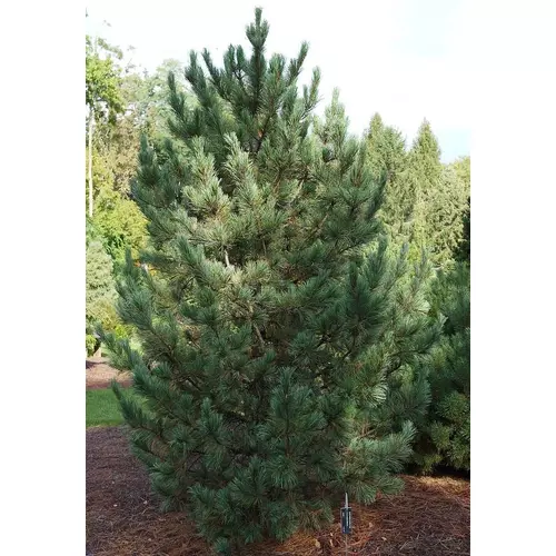 Cirbolyafenyő havasi - Pinus cembra 'Glauca' 40/60cm FL