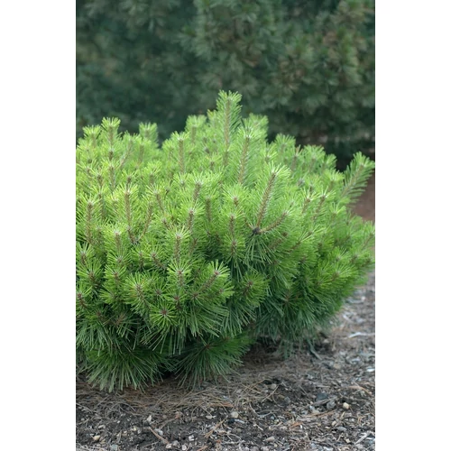 Pinus densiflora 'Jane Kluis'