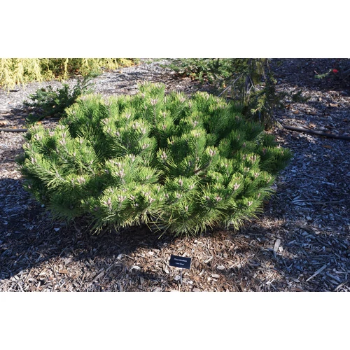 Pinus densiflora 'Low Glow'