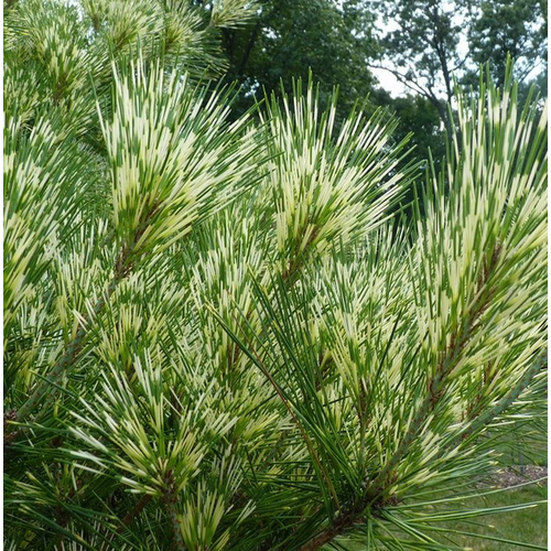 Pinus densiflora 'Oculus Draconis'