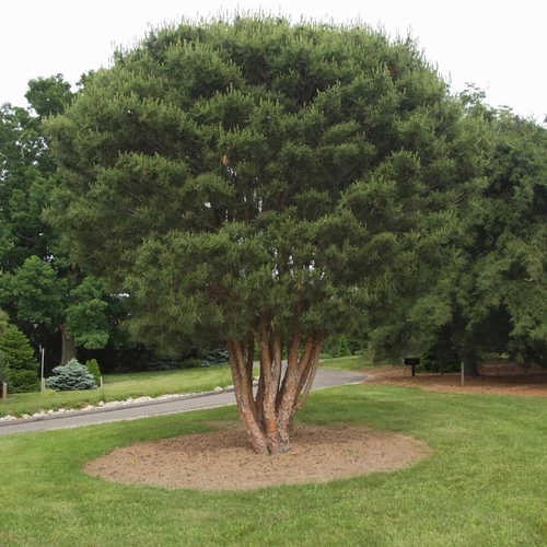 Pinus densiflora 'Umraculifera'