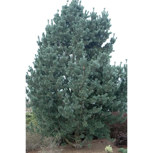 Pinus flexilis 'Glauca'