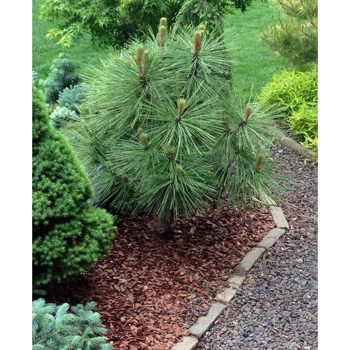 Pinus jeffreyi 'Joppi'