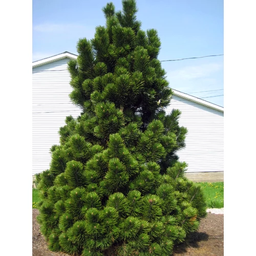 Pinus leucodermis 'Satellit'