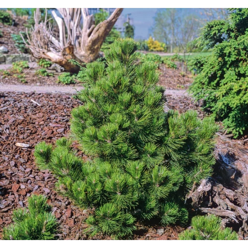 Pinus leucodermis 'Compact Gem'