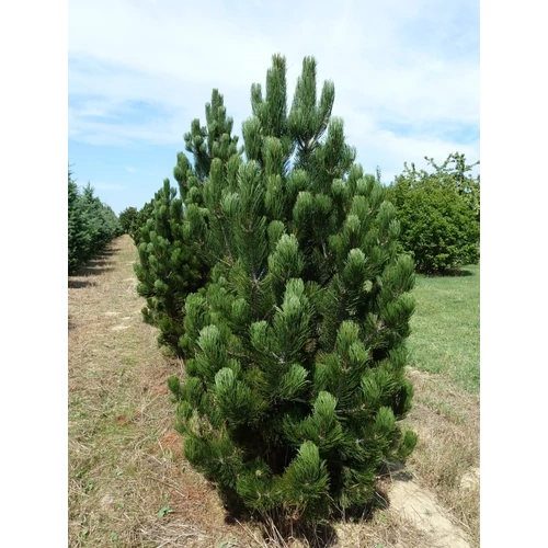 Pinus leucodermis 'Satellit'