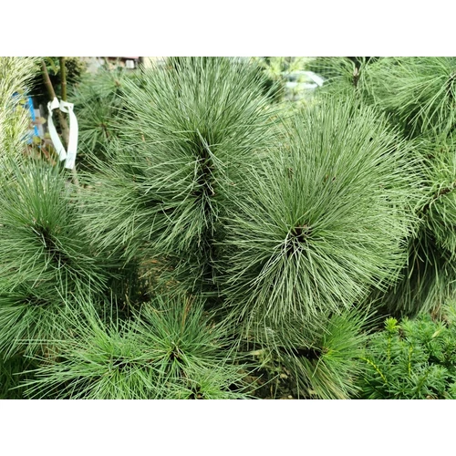 Pinus 'Mexicana'