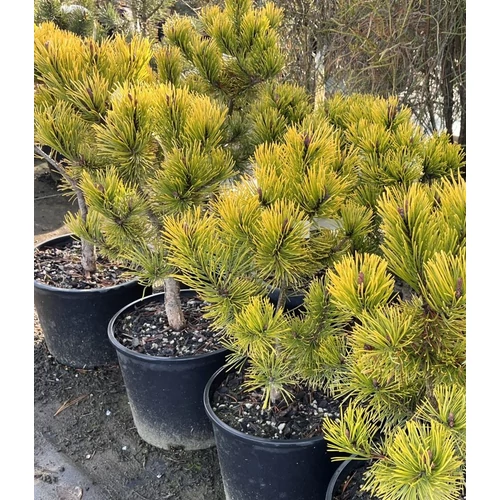 Pinus mugo 'Golden Glow'