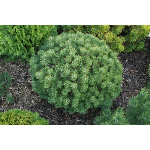 Pinus mugo 'Mops'