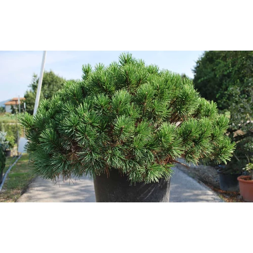 Pinus mugo 'Mughus'