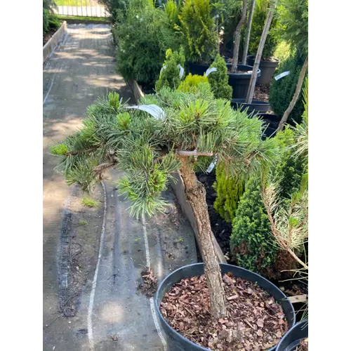 Pinus mugo 'Pendulina'