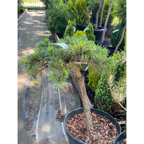 Pinus mugo 'Pendulina'