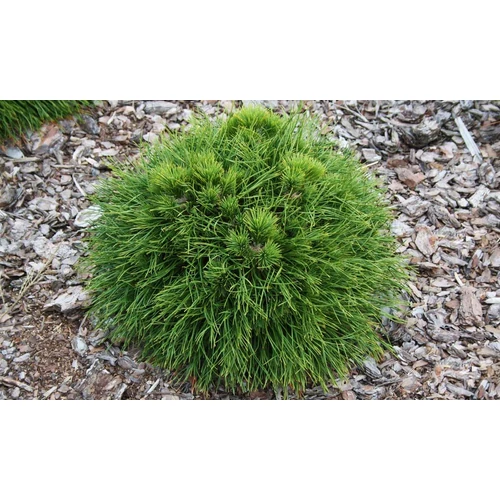 Pinus mugo 'Varella'