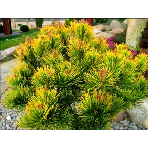 Pinus mugo 'Winter Gold'