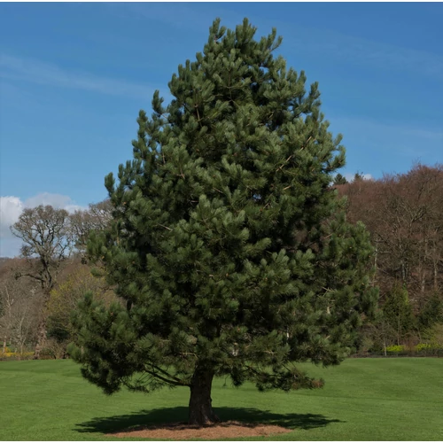 Pinus nigra
