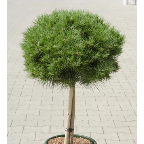 Feketefenyő törpe gömb - Pinus nigra 'Bambino' 30/40cm T80cm FL