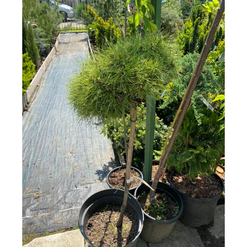 Pinus nigra 'Brepo'