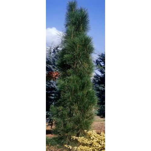 Feketefenyő oszlopos - Pinus nigra 'Fastigiata' 40/60cm K15L