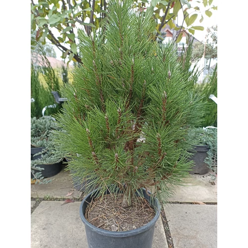 Pinus nigra 'Green Tower'