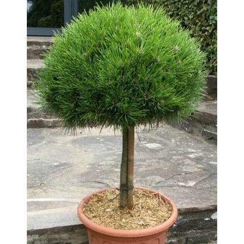 Pinus nigra 'Marie Bregeon'